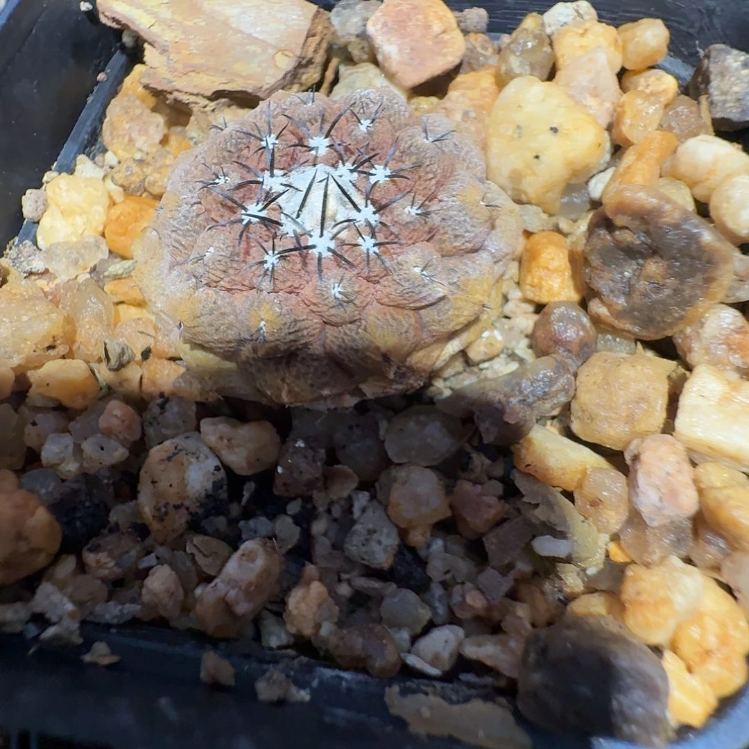 八***角蜥蜴皮花花花花花一颗