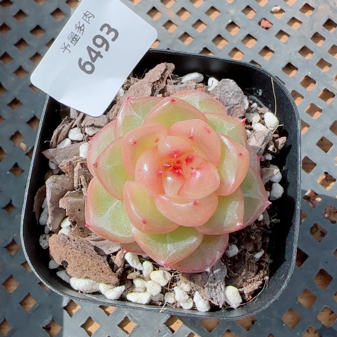 孤品，6493多肉植物