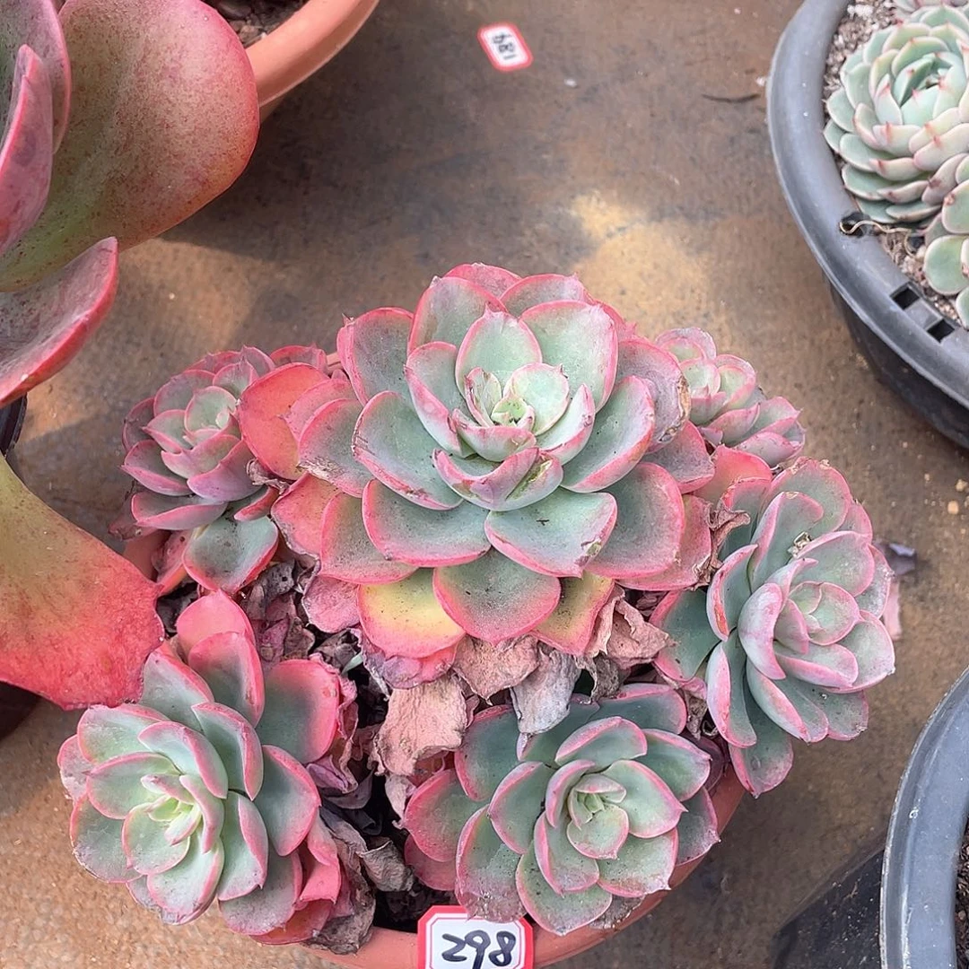 298雨滴一物一拍多肉