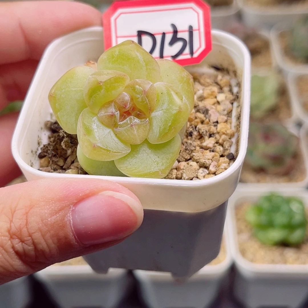 D131 一物一拍 18包邮