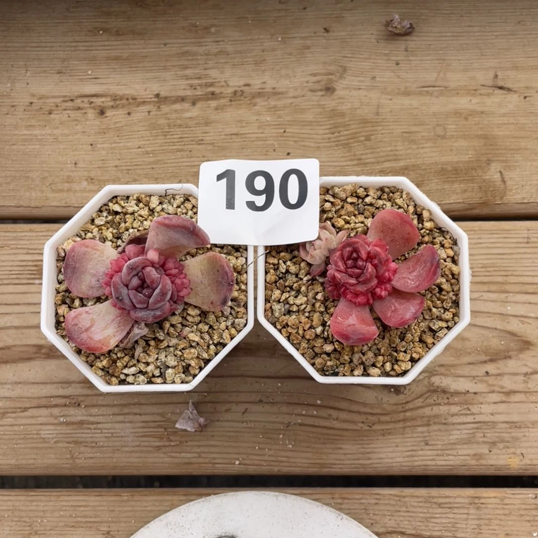 燕**n两个冰魄群生多肉190