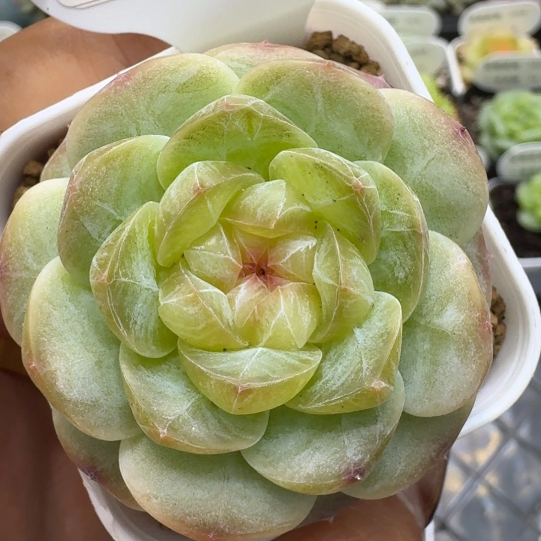 1019-026-荷包蛋单头