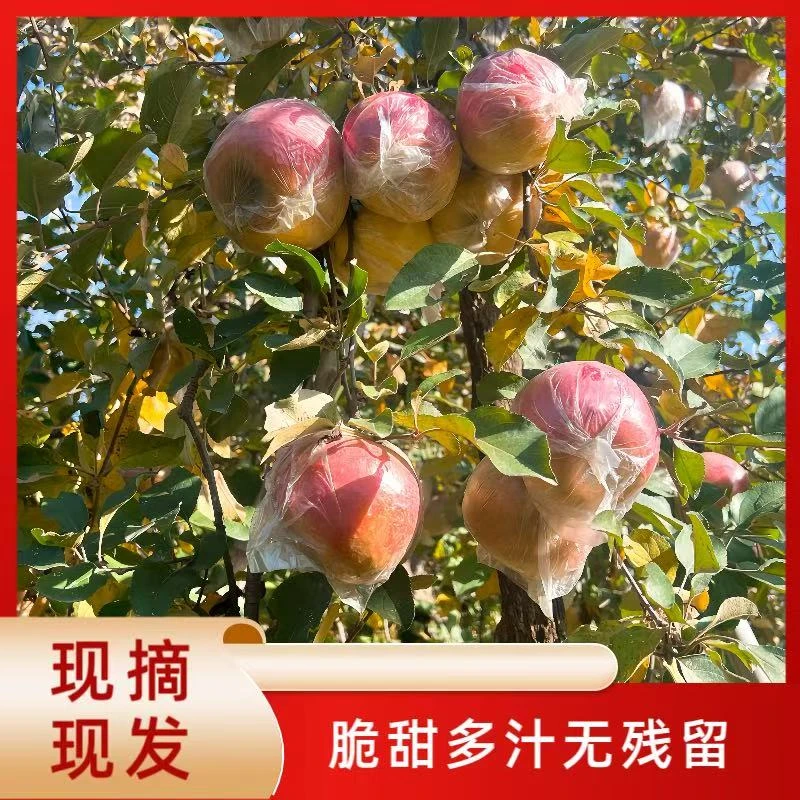 丑苹果丰县大沙河红富士有机苹果新鲜绿色水果脆甜多汁产地直发