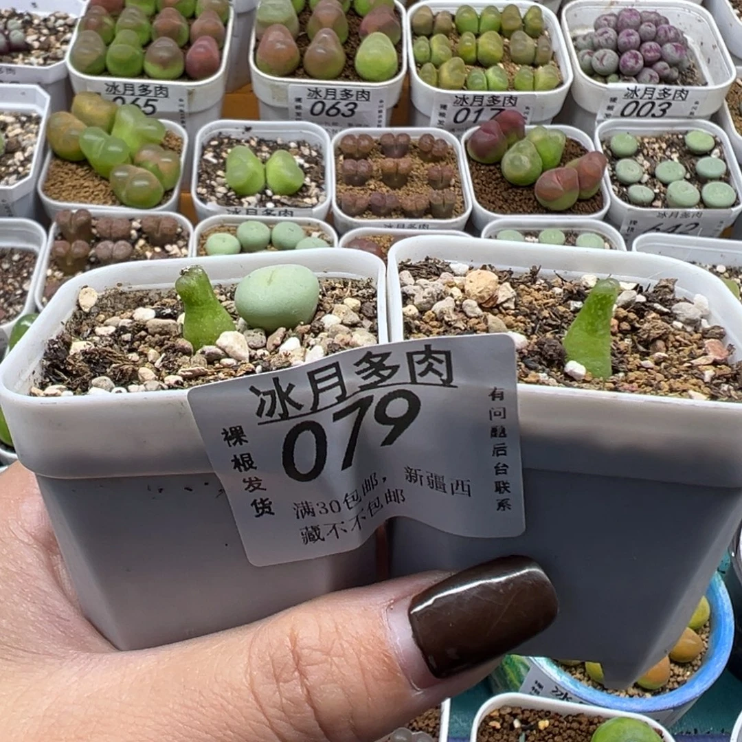 079两小葫芦带盆土发货
