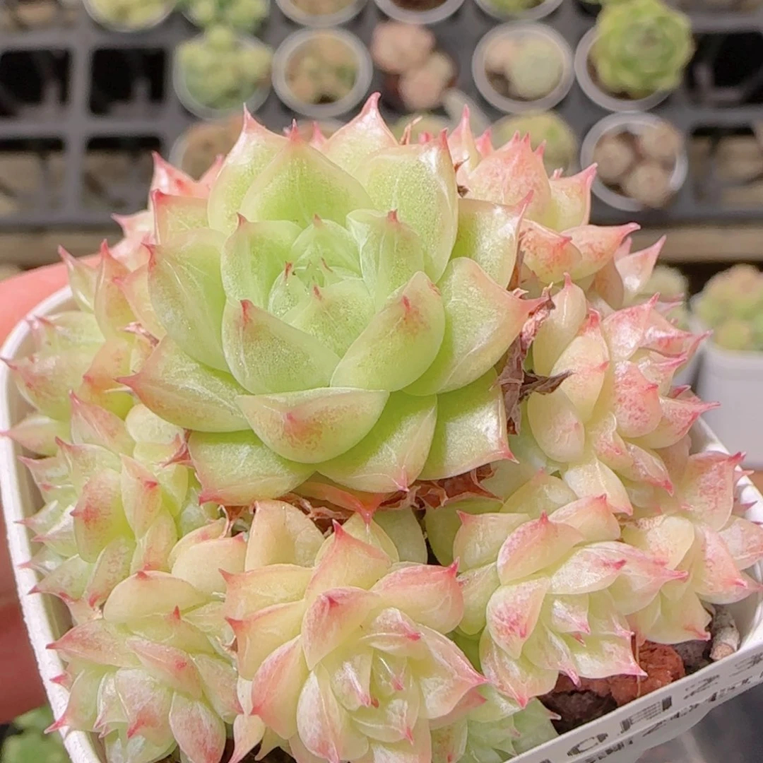 用***5花语逸镜1023-334散
