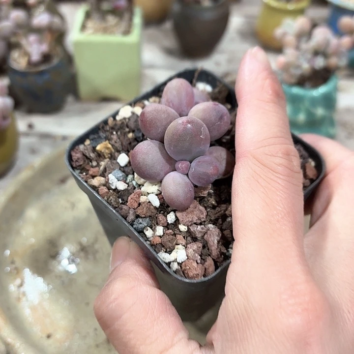 ʚ**ch x f k j c ch 136