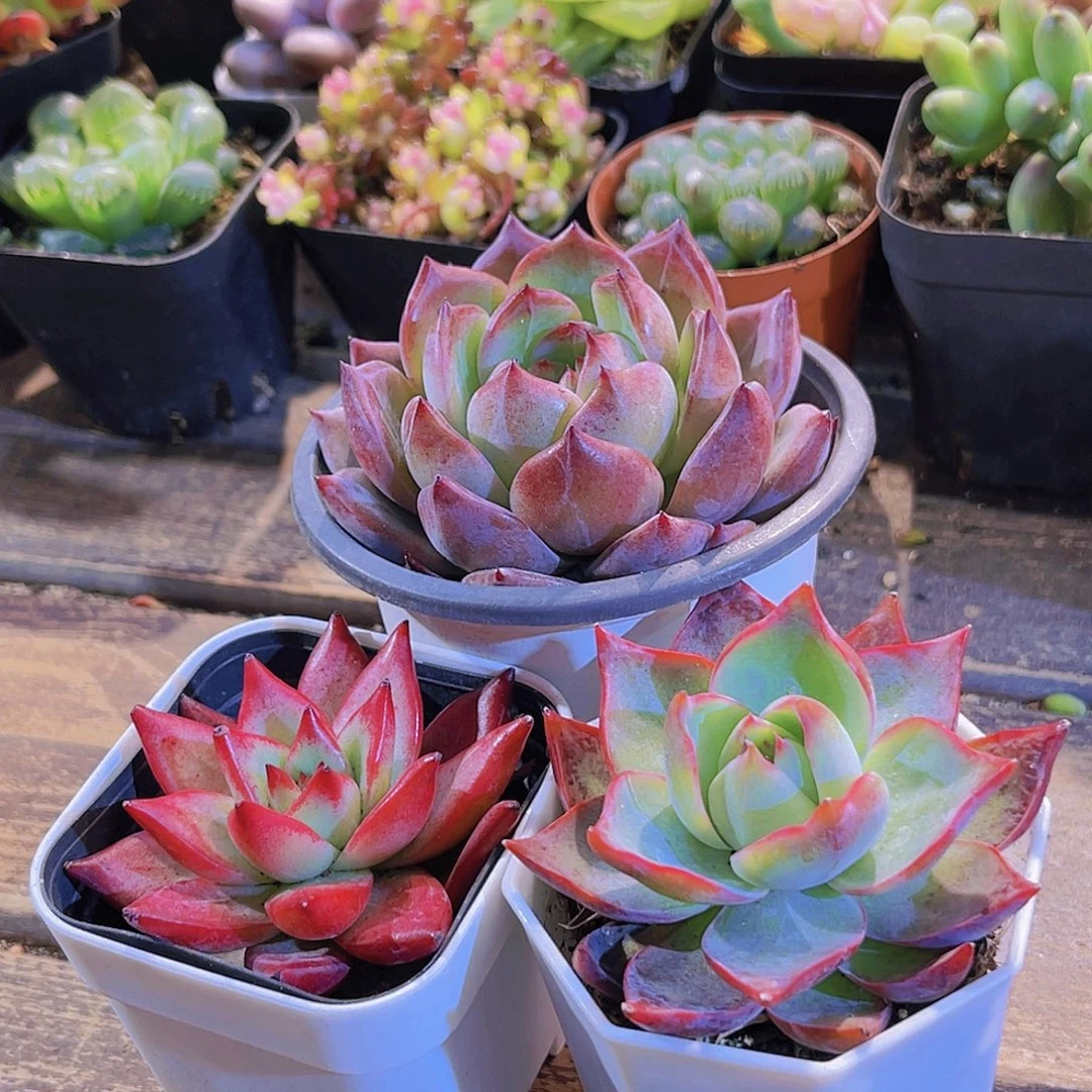 大夜魔侠。惊鸿。罗宾