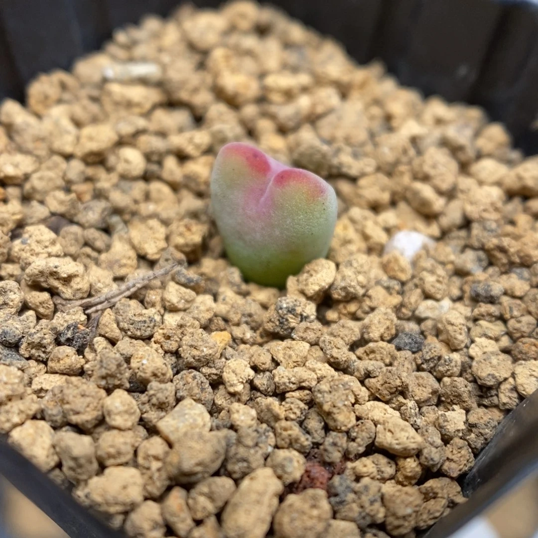 多肉植物肉锥杂交K-160