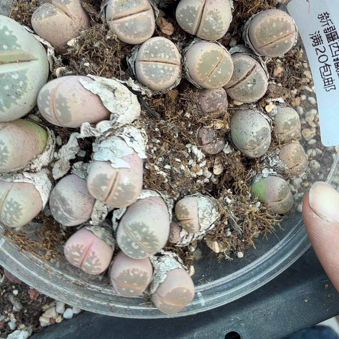 是因为他们没有勇气离开他499你