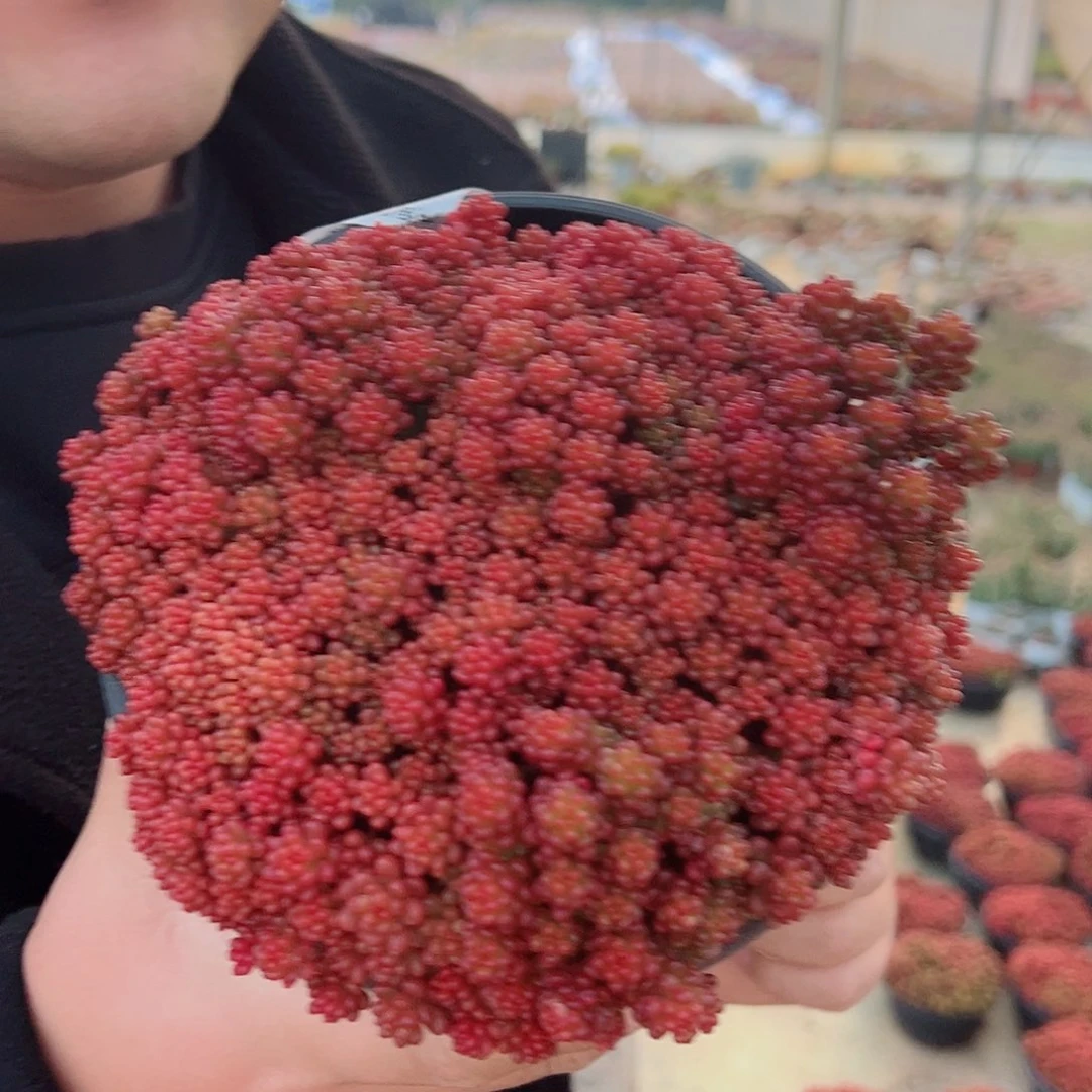 红浆果超级大多头大盆