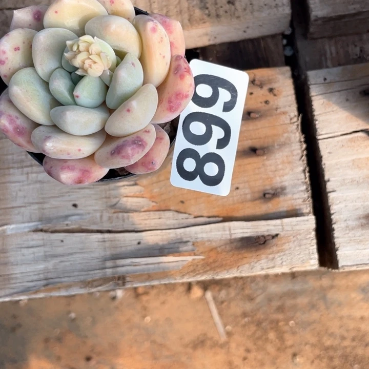 6*8多肉植物一物一拍