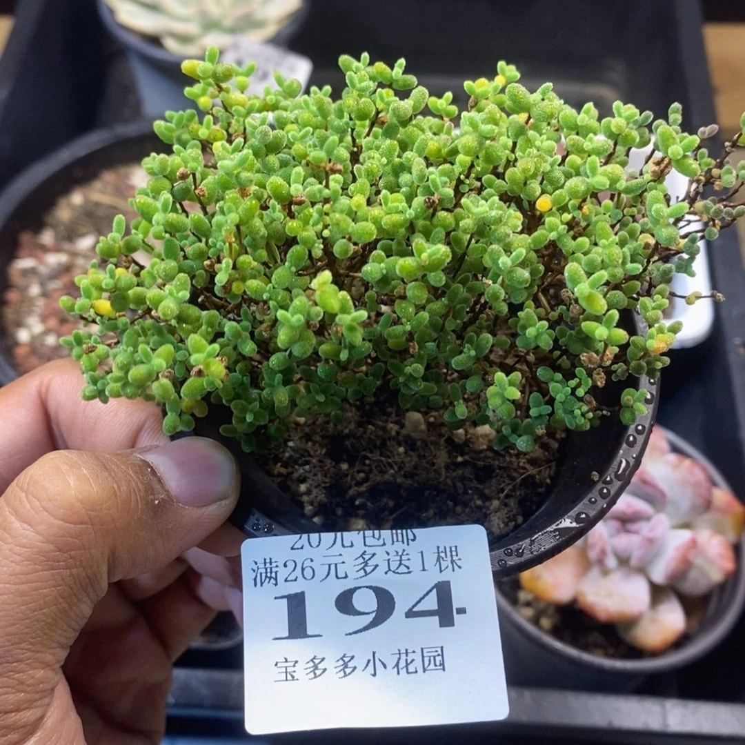 蜜桔枝干一物一拍满20包邮满26送一颗多肉