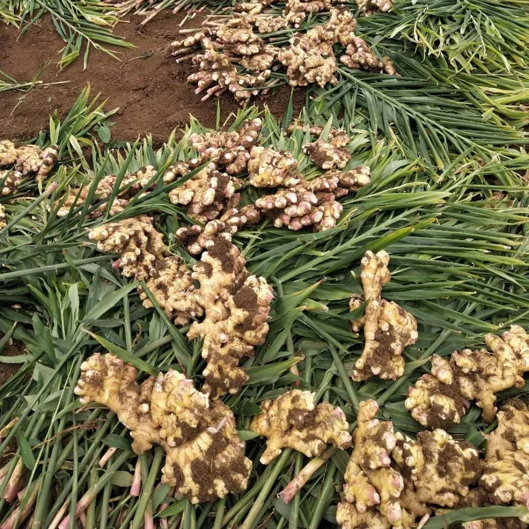 贵州二黄精品姜种现挖姜种高山农家自种