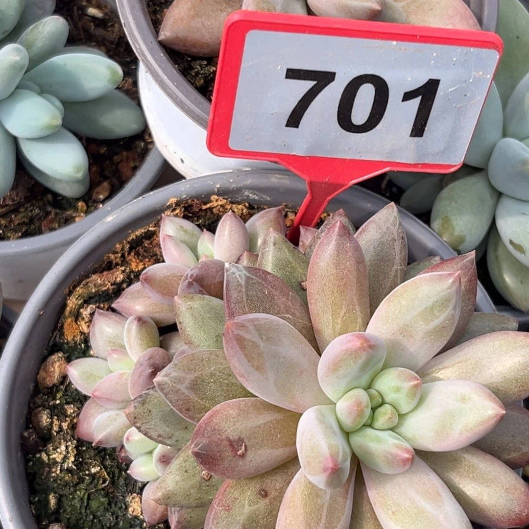 虞美人一物一拍701