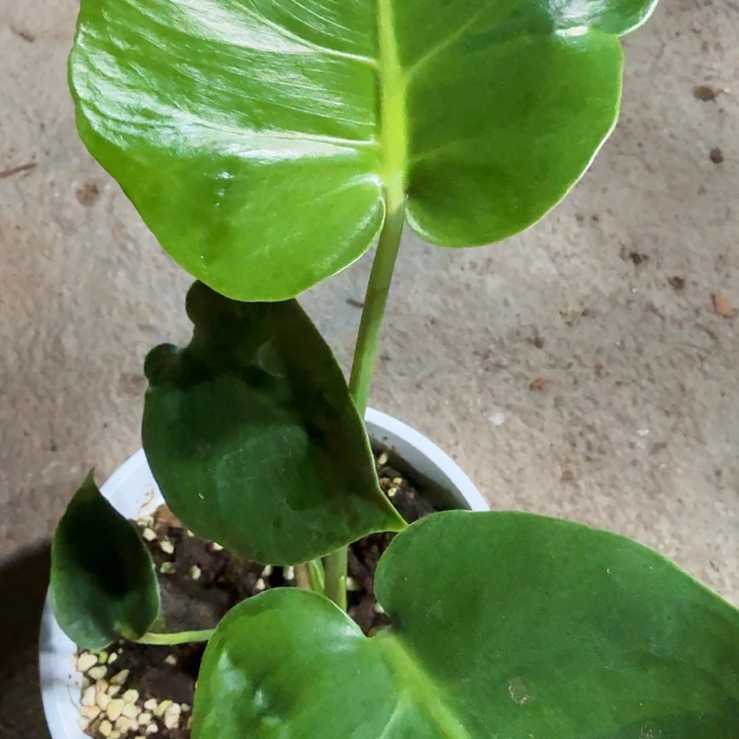 无花朵?*漾绿锦龟背竹一物一拍