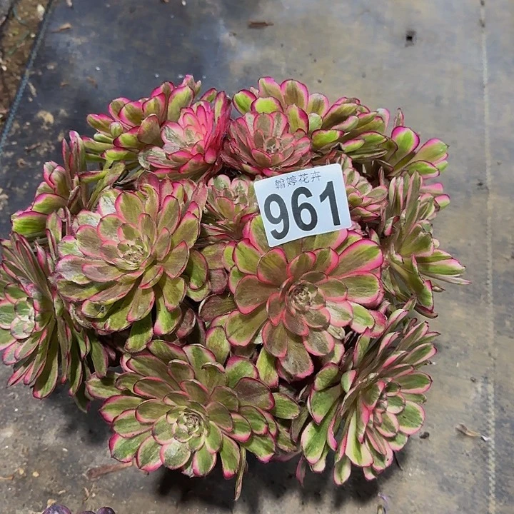 三*0000000000000961白月光