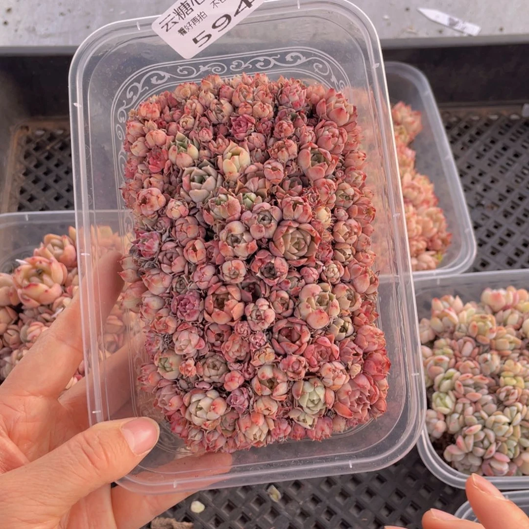 云糖心多肉植物594