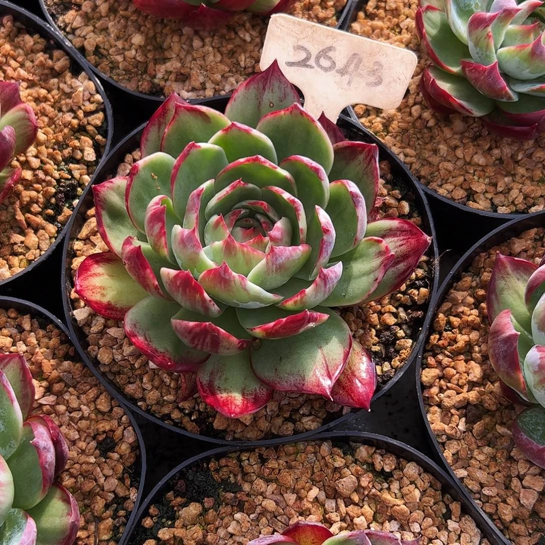 小***语惊鸿仙子2643号有干疤介意勿拍