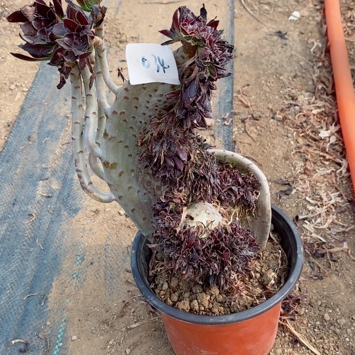 034黑法师缀化多肉植物