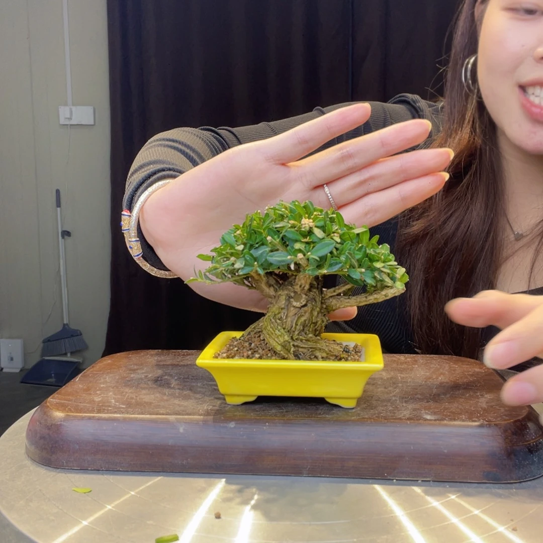 无花朵黄杨盆景一物一拍