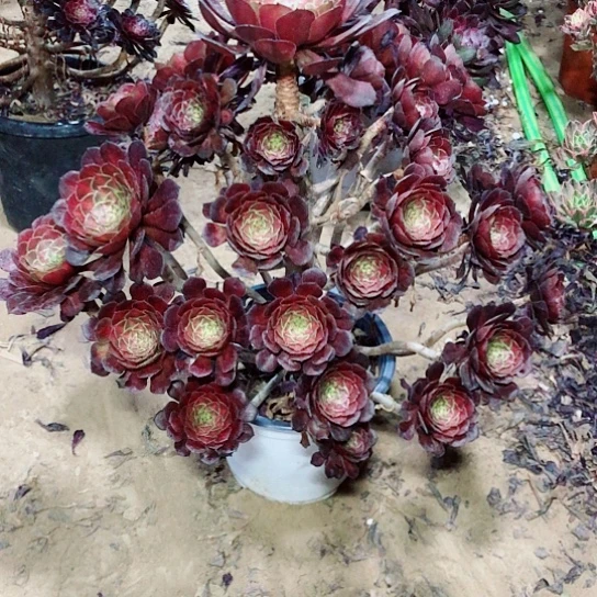 多肉法师红铜中班老庄