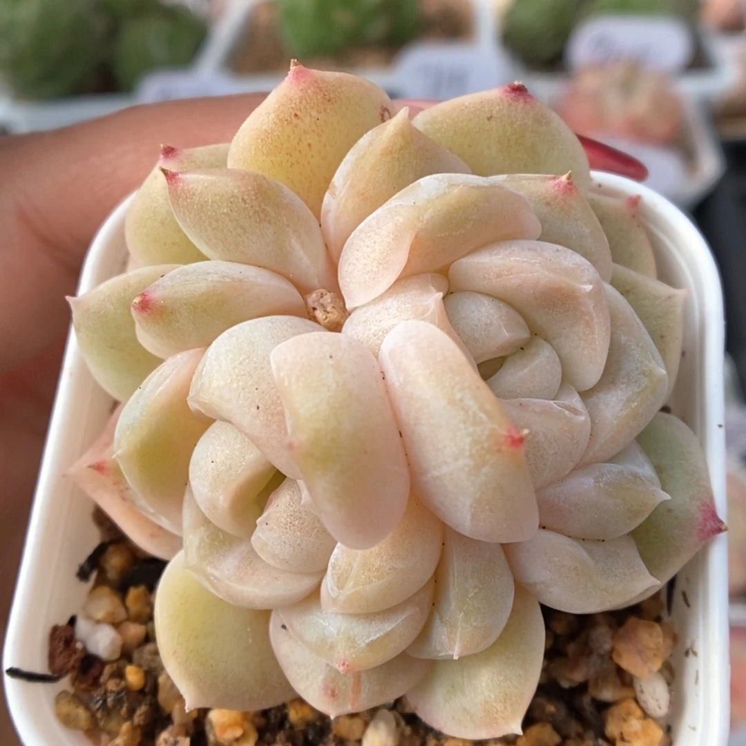 良辰可拍3455号。