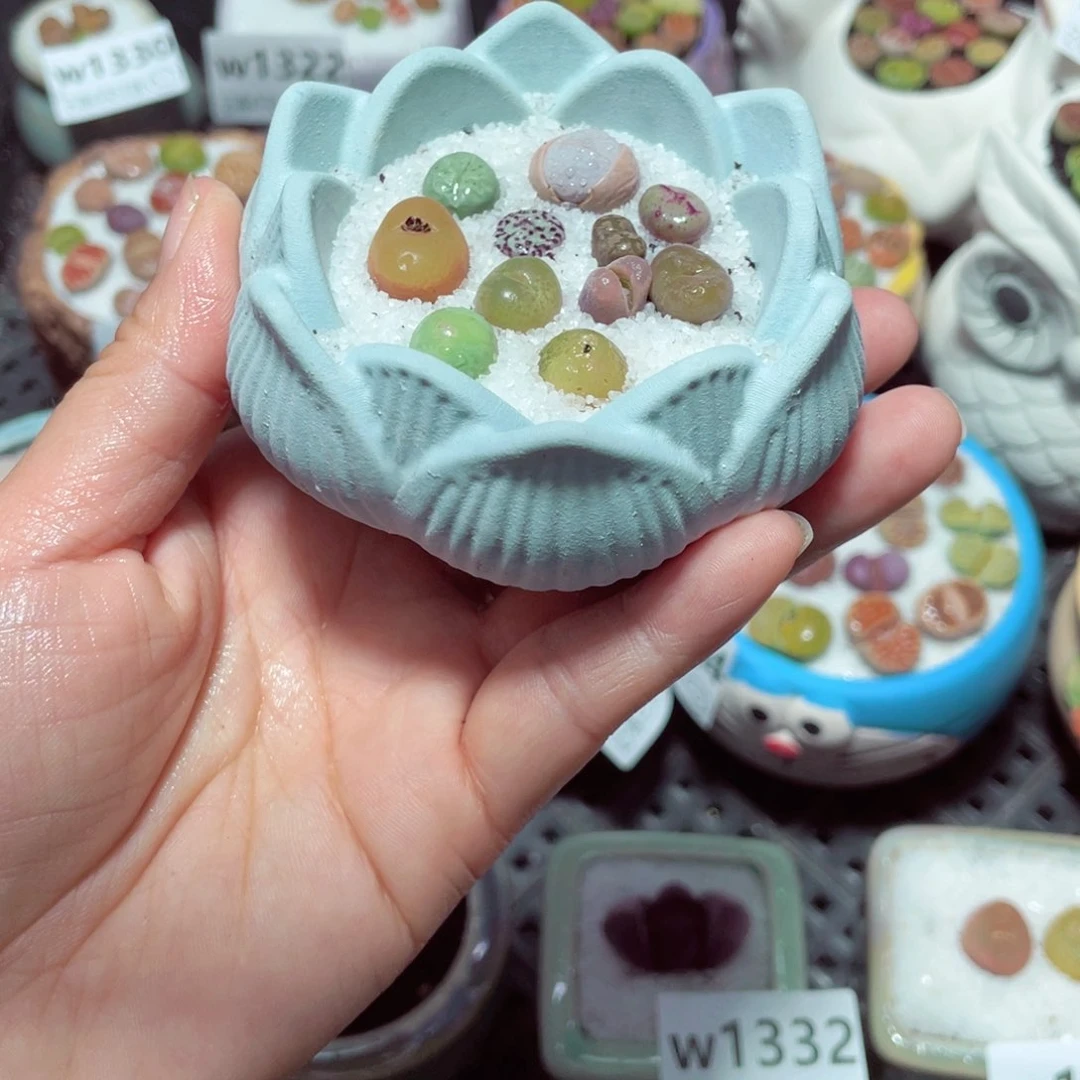 w1337 带盆土发货-零下地区拍保温箱