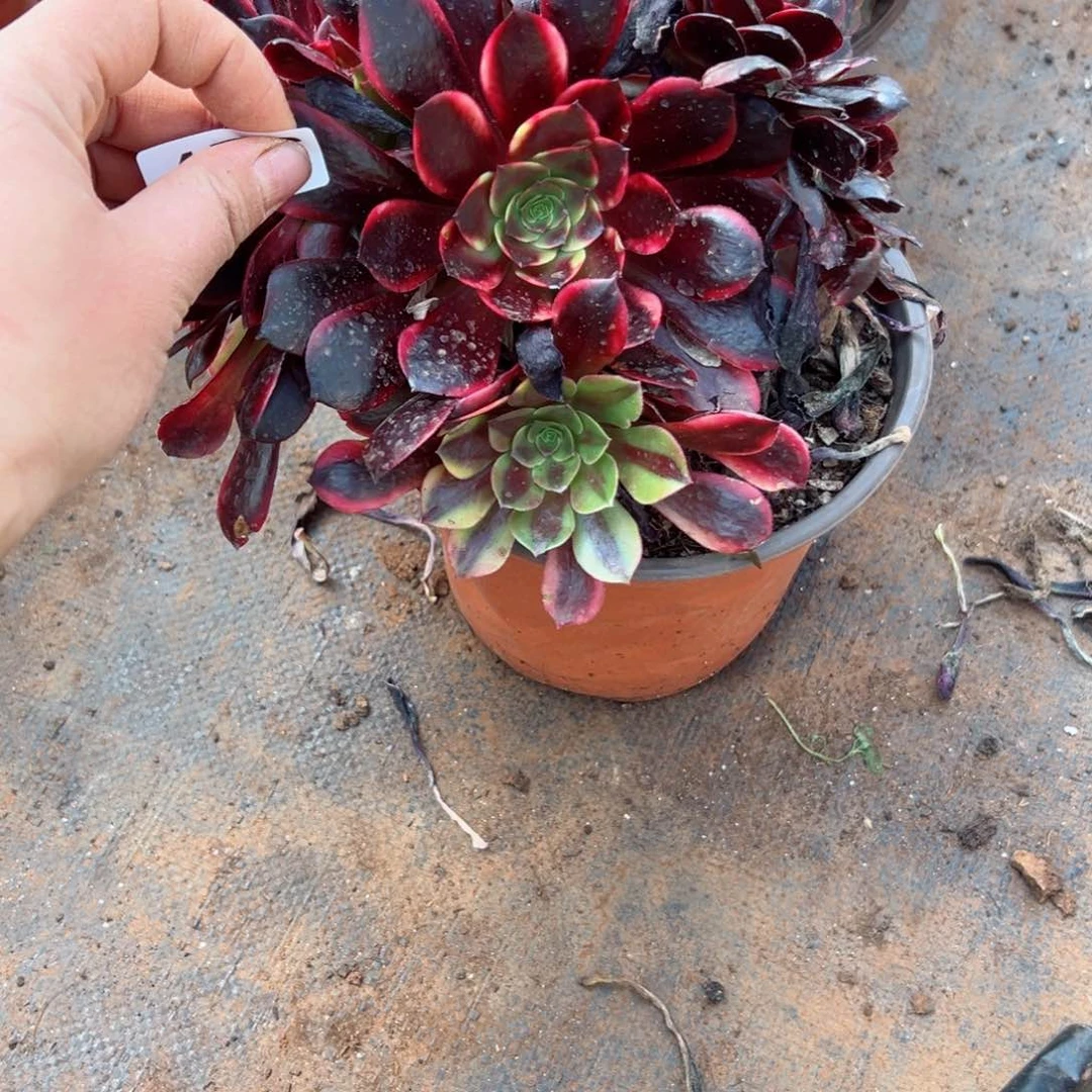 476 号多肉法师植物