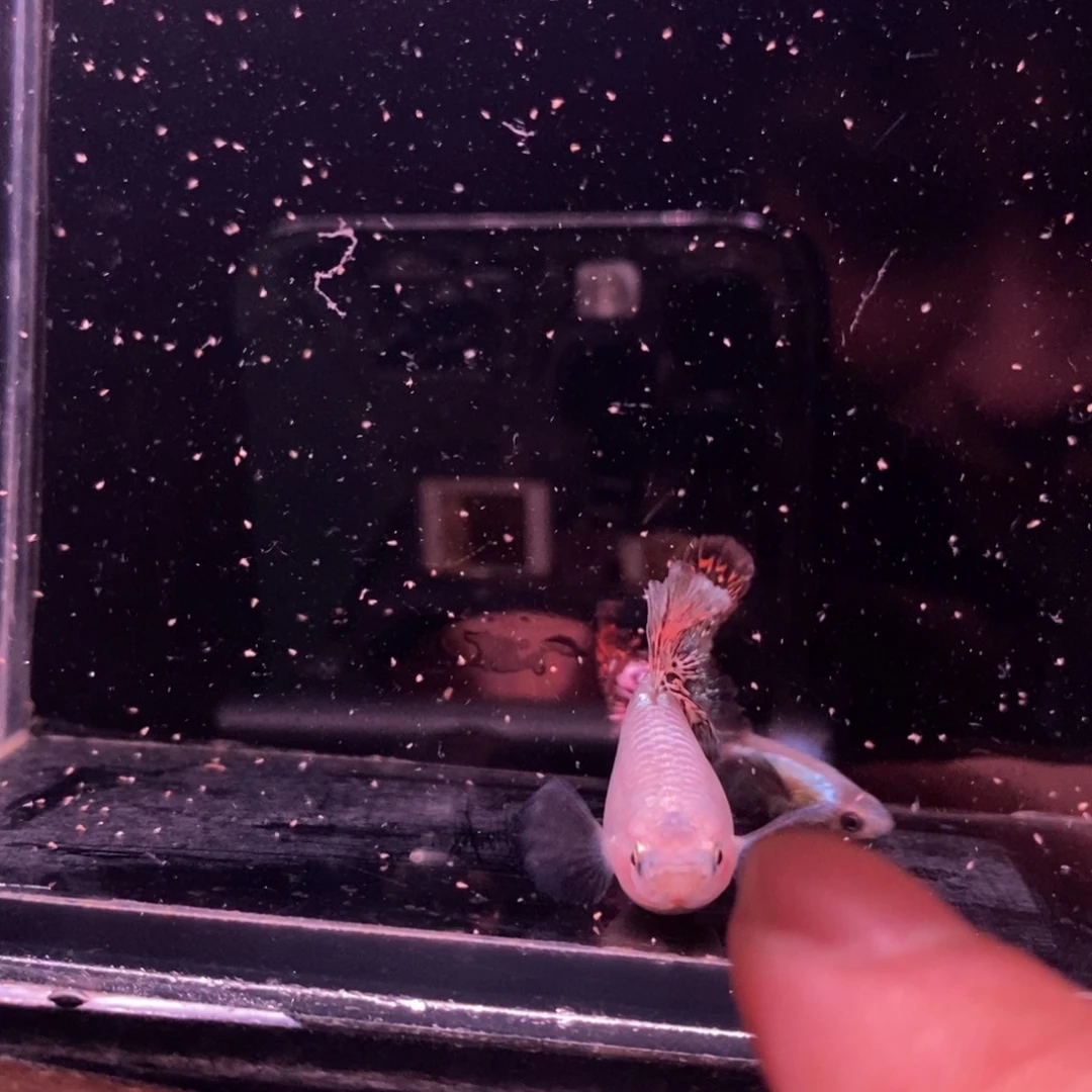 孔雀鱼菊花帆红龙一对