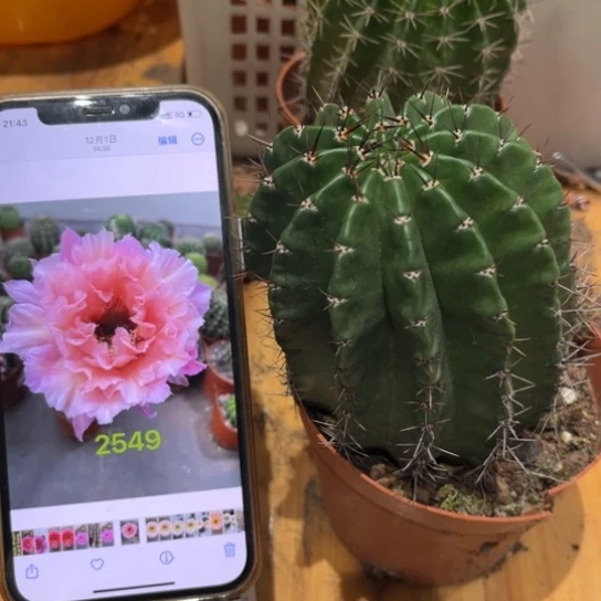 彩草2549号6-7公分左右