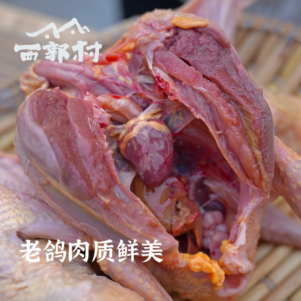山东农家散养土鸽杂粮喂养老鸽营养新鲜3-5年老鸽