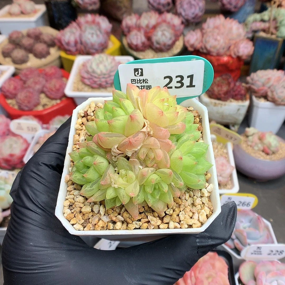 白*琛231 罗西亚多肉多肉