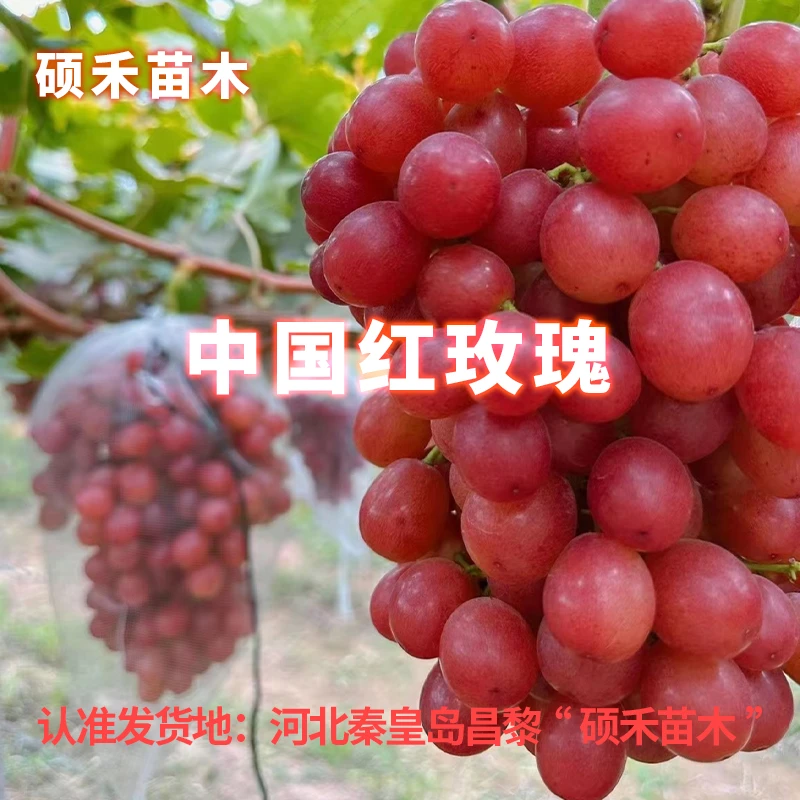 中国红玫瑰葡萄苗（夏黑根系嫁接苗）【满29包邮】