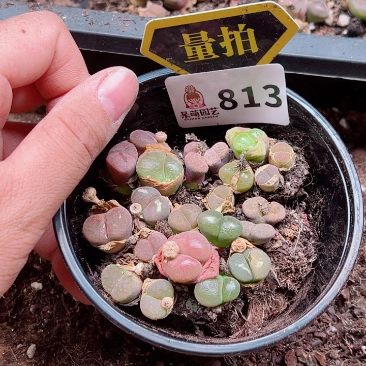 多肉植物多肉植物