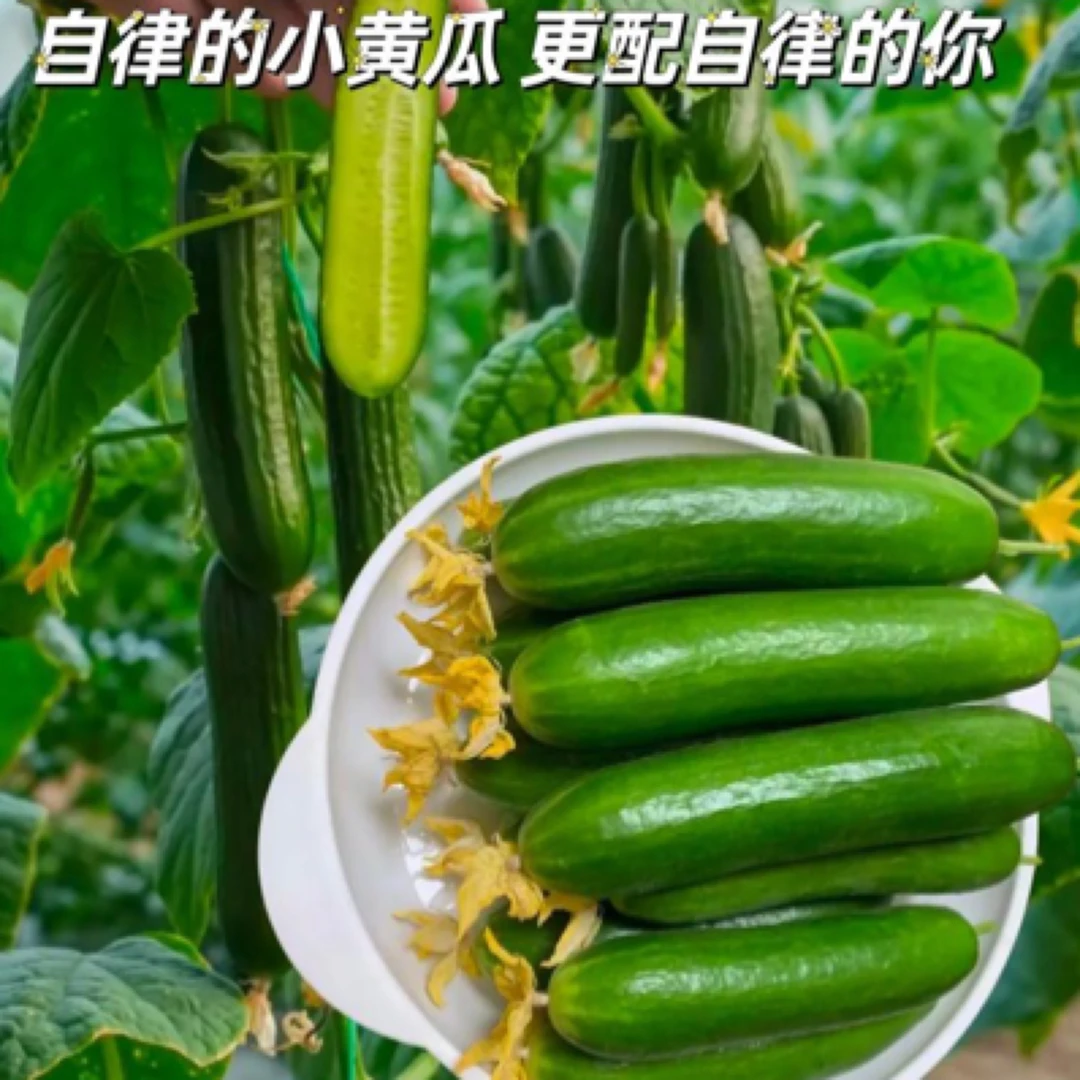 河南焦作水果小黄瓜脆嫩爽口无刺生吃清香即食青瓜水果黄瓜