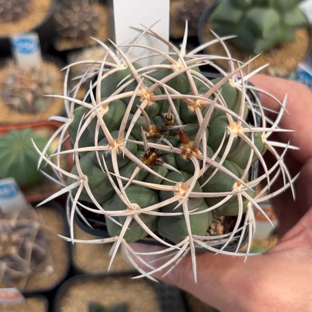 226实生守金摩天龙X碧岩玉