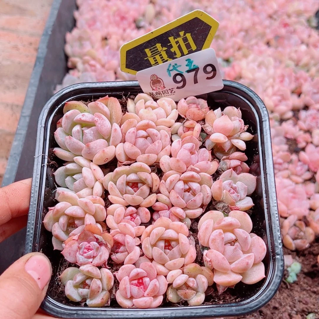 多肉植物多肉植物