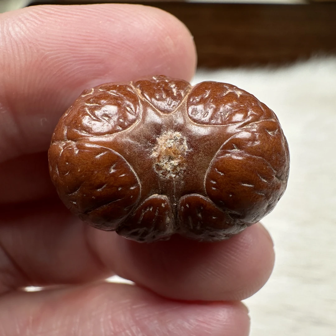 7星尼泊尔凤眼菩提