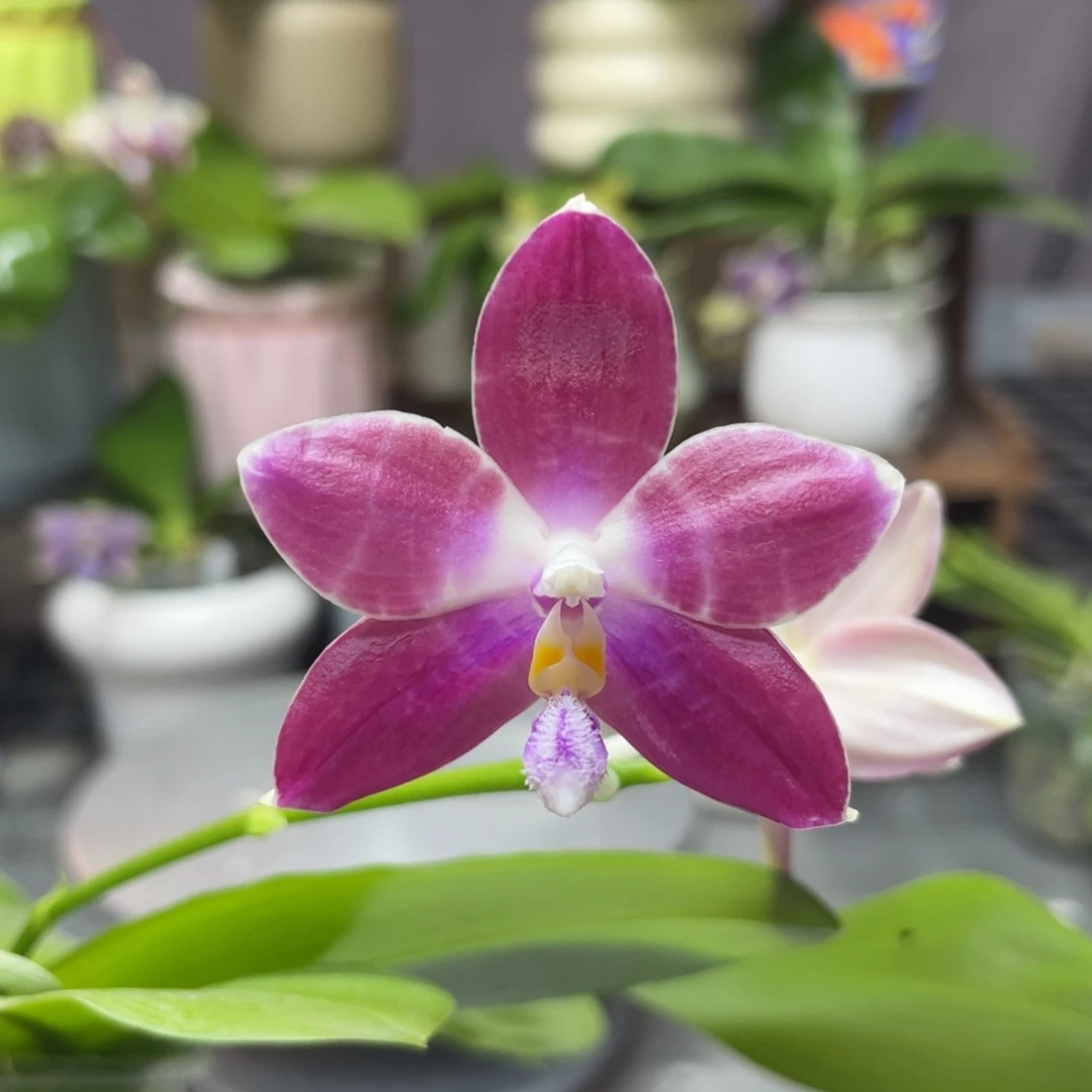 完全开放炸炸炸，，