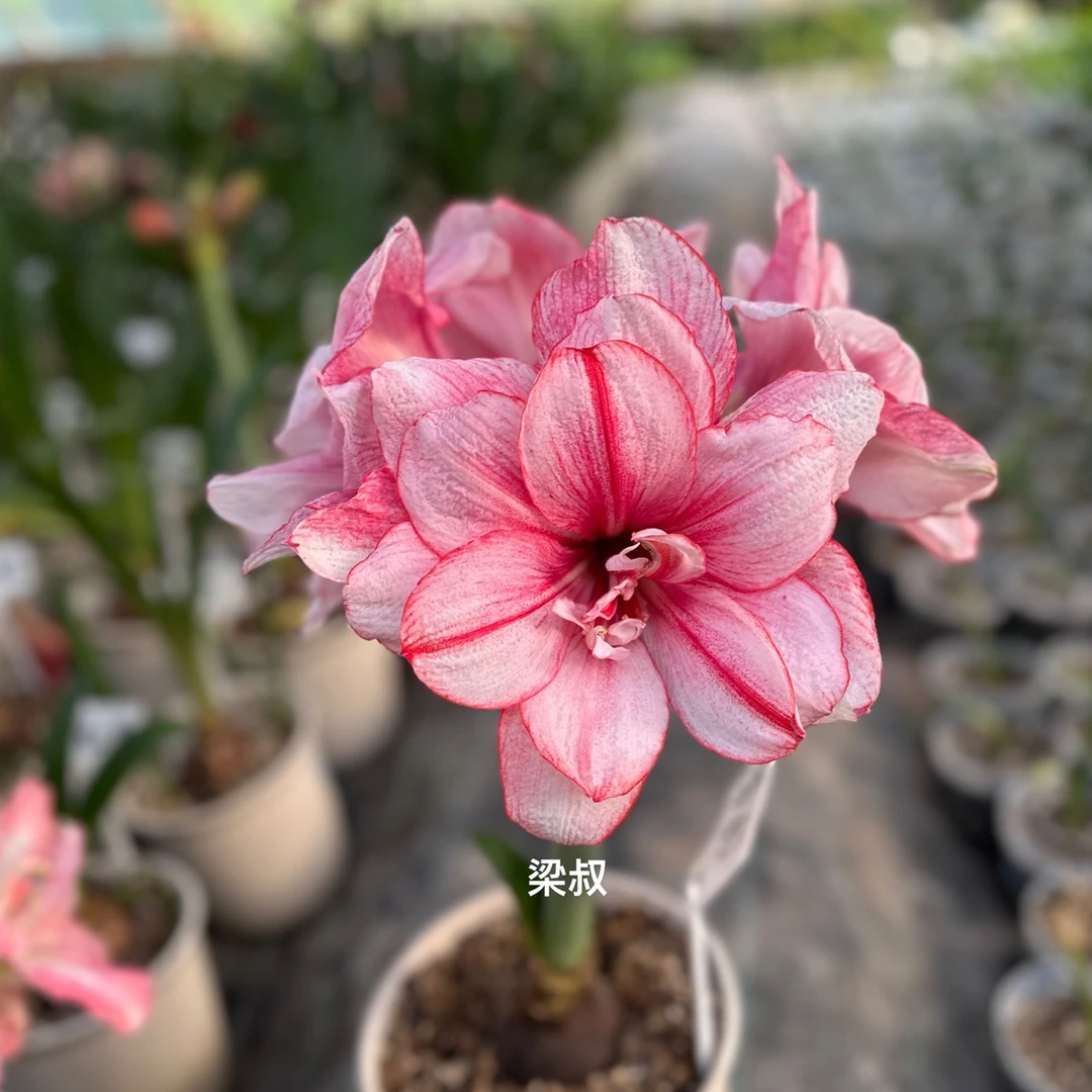 梦幻-朱顶红种球室内栽种阳台盆栽花卉