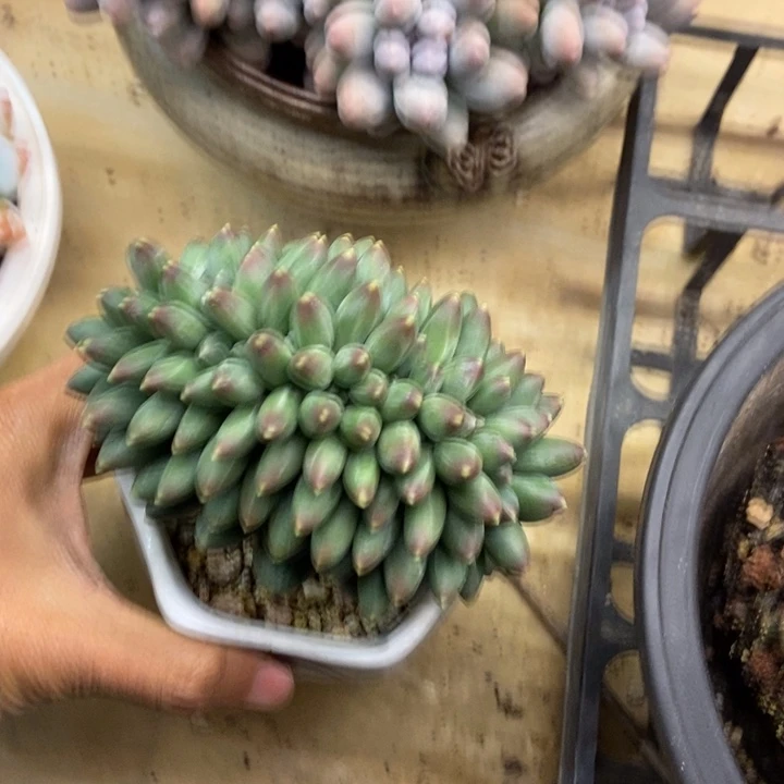 多肉植物一物一拍