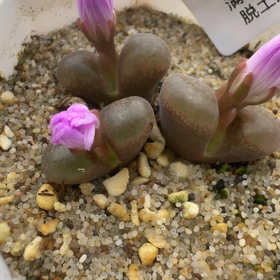 804多肉哈哈哈哈哈哈哈