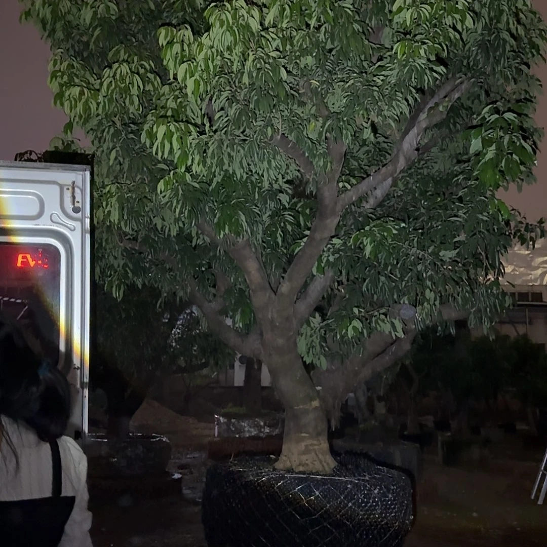 h***航完全开放果树果树果树11111111111