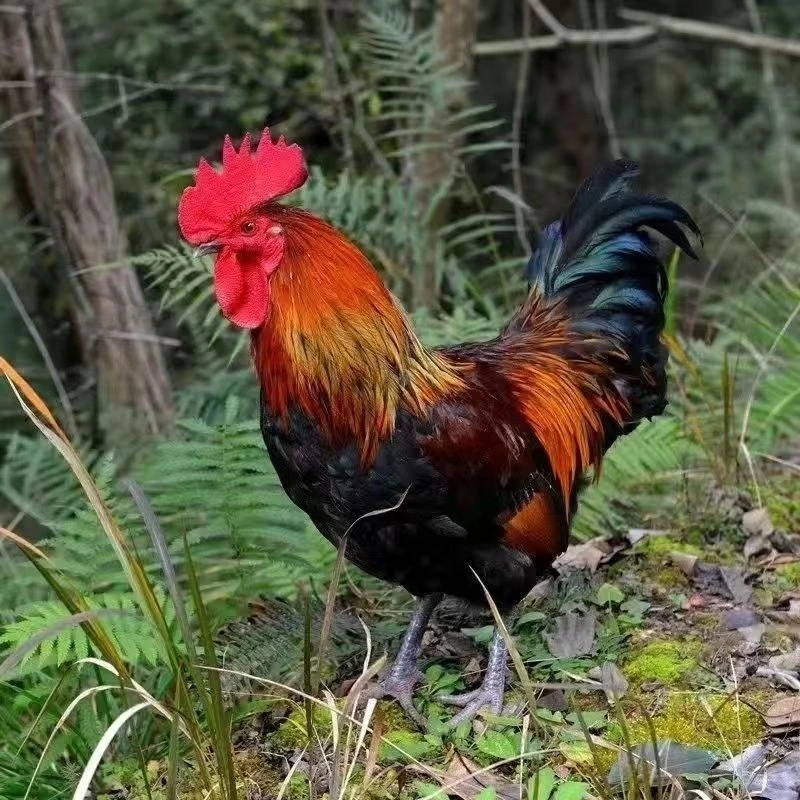 土公鸡加老母鸡现杀冷鲜发货不冰冻