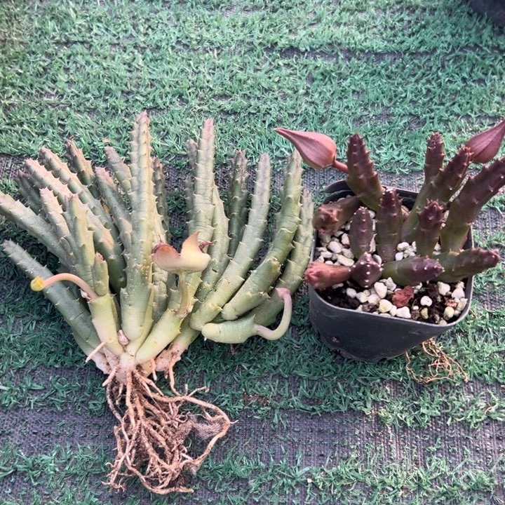 龙角组合，一物一拍