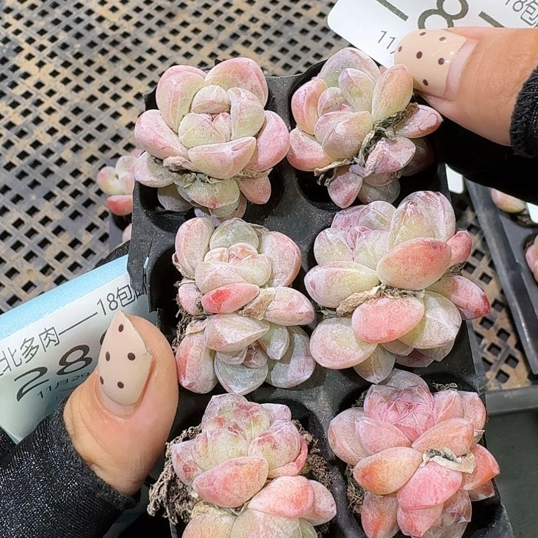 287 号到手1框一物一拍