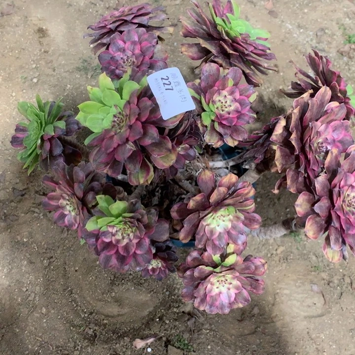 227粉黛多肉植物