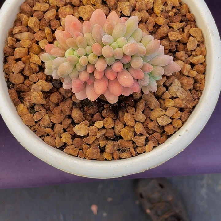 L***y寄养多肉植物寄养