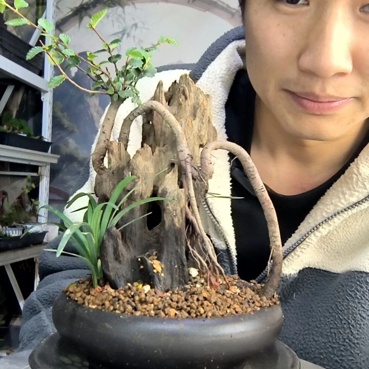 喜**好中青园艺一物一拍264