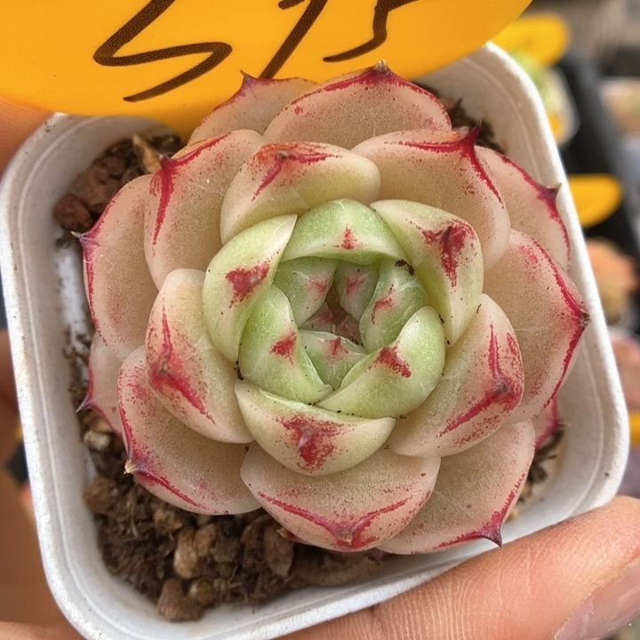 边线麦秆可拍395号。